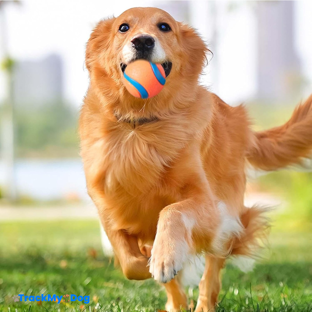 Balle Ludique et Résistante pour Chien