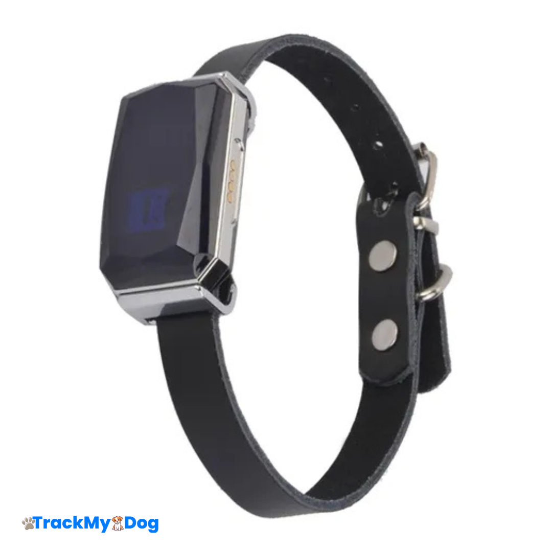 collier GPS TrackMyDog Explore