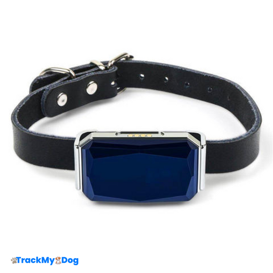 collier GPS TrackMyDog Explore